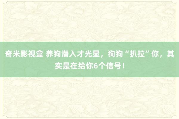 奇米影视盒 养狗潜入才光显，狗狗“扒拉”你，其实是在给你6个信号！