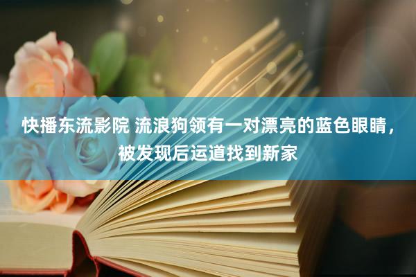 快播东流影院 流浪狗领有一对漂亮的蓝色眼睛，被发现后运道找到新家