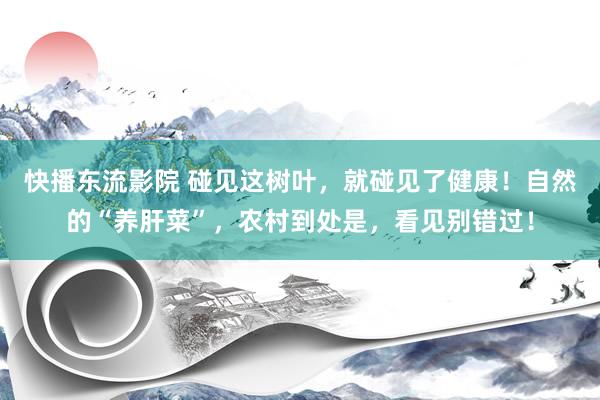 快播东流影院 碰见这树叶，就碰见了健康！自然的“养肝菜”，农村到处是，看见别错过！